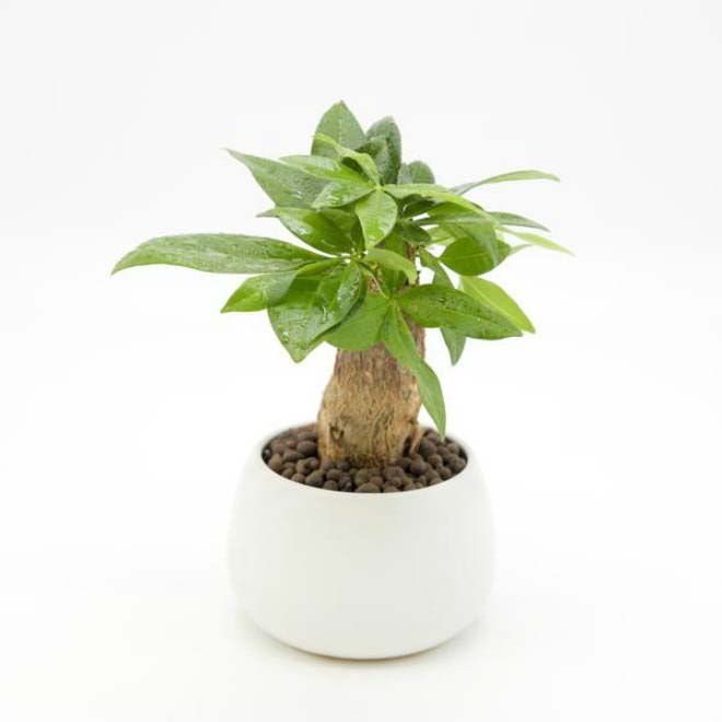 trồng cây kim ngân mang lại tài lộc