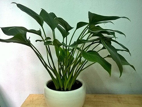 Những loại cây trang trí văn phòng phù hợp cho người mệnh Thủy