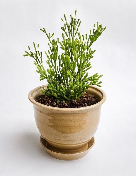 Những loại cây trang trí văn phòng phù hợp cho người mệnh Thủy